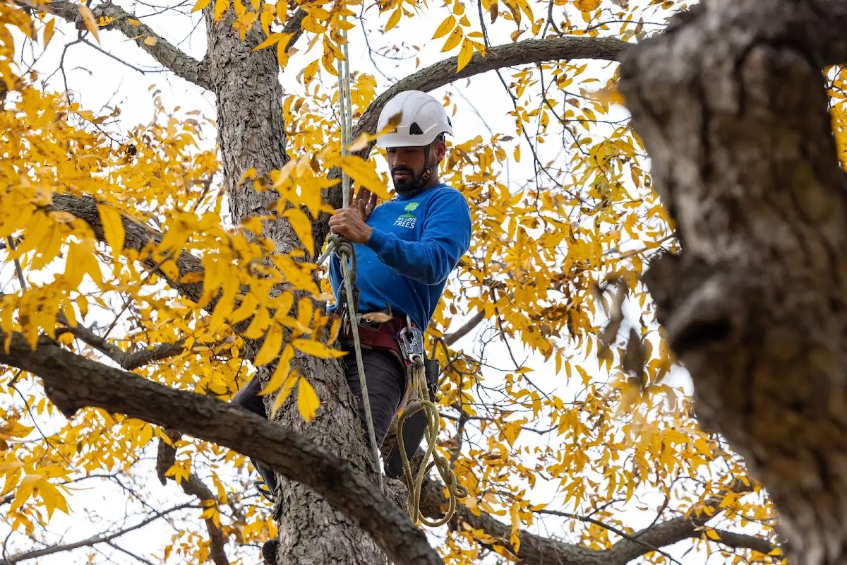 Skilled Tree Trimming crew working in Union City